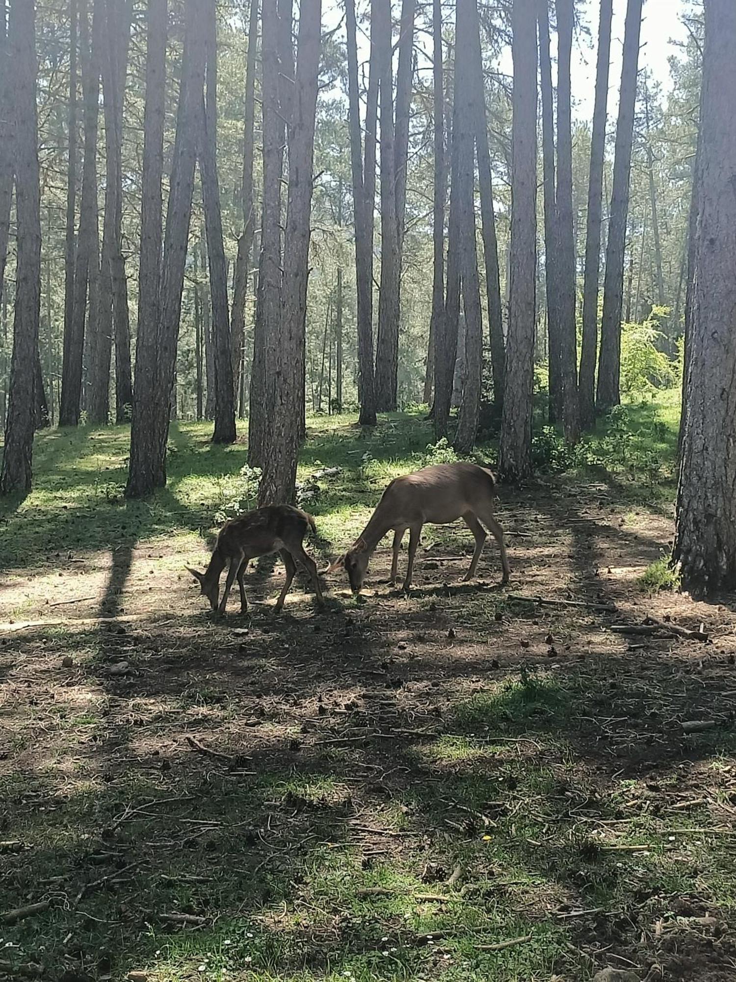 Alojamiento Rural El Cerro Fresneda de la Sierra Exterior foto